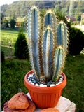 Pilosocereus pachycladus